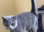 Chloe - British Shorthair Kitten For Sale - 