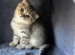 Kitty - Scottish Fold Kitten For Sale - Renton, WA, US