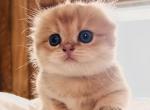 Golden boy - Scottish Fold Kitten For Sale - Buffalo, NY, US