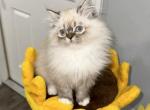 Leo - Persian Kitten For Sale - 