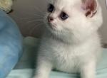 Raphael - British Shorthair Kitten For Sale - IL, US