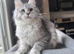 Diva - Maine Coon Kitten For Sale - 
