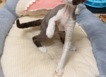 Lele - Devon Rex Kitten For Sale - San Jose, CA, US