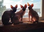 Male & Female Kittens - Sphynx Kitten For Sale - Rockford, IL, US