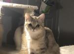 Fennie Half off summer sale - British Shorthair Kitten For Sale - Richardson, TX, US