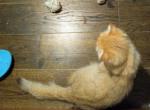 Gold boy - Scottish Fold Cat For Sale - Richardson, TX, US