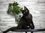 Aslan - Maine Coon Kitten For Sale - 