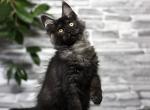Alain - Maine Coon Kitten For Sale - 