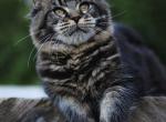Aisha - Maine Coon Kitten For Sale - Moscow, Moscow, RU