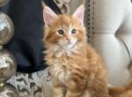 Suzie - Maine Coon Kitten For Sale - Cooper City, FL, US