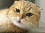 Max - Scottish Fold Cat For Adoption - NE, US