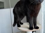 Carla - Scottish Fold Kitten For Adoption - NE, US