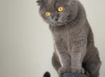 Sammie - Scottish Fold Kitten For Sale - NE, US