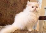 Chloe - Persian Kitten For Sale - Frisco, TX, US