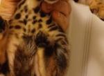 Lucky - Bengal Kitten For Sale - Dallas, TX, US