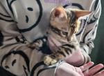 Timmy - Bengal Kitten For Sale - Fleetwood, PA, US