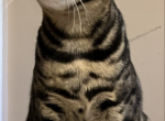 Thomas - Bengal Kitten For Sale - Seattle, WA, US
