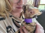 Samhira - Bengal Kitten For Sale - Fleetwood, PA, US