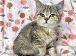 Henry - British Shorthair Kitten For Sale - New York, NY, US