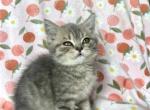 George - British Shorthair Kitten For Sale - New York, NY, US