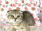 Precious - Scottish Fold Kitten For Sale - New York, NY, US