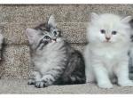 Sassy's Kittens - Siberian Kitten For Sale - Mission, TX, US