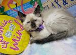pending Seal Point Female Balinese - Siamese Kitten For Sale - NY, US