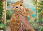 Red spotted rosetted kittens - Bengal Kitten For Sale - Laguna Beach, CA, US