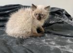 Ragdoll baby's - Ragdoll Kitten For Sale - Aldie, VA, US