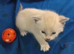 Bluepoint Snowshoe Boy - Snowshoe Kitten For Sale - Walterboro, SC, US