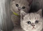 Spring babies - Brazilian Shorthair Kitten For Sale - New York, NY, US