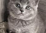 Bruno - British Shorthair Kitten For Sale - New York, NY, US