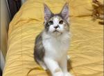 Daniella Mungmi - Maine Coon Kitten For Sale - 
