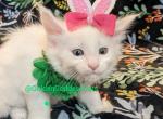 Snowball - Maine Coon Kitten For Sale - 