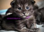 Dahlia - Maine Coon Kitten For Sale - Seattle, WA, US