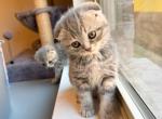 Bella Reduced Price - Scottish Fold Kitten For Sale - Fort Worth, TX, US