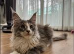 Darla Mungmi - Maine Coon Kitten For Sale - 