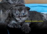 Daisy polydactyl - Maine Coon Kitten For Sale - Seattle, WA, US