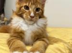 Darren Mungmi - Maine Coon Kitten For Sale - 