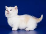 Damsel odd eyes munchkin standard cream bicolor - Munchkin Kitten For Sale - CA, US