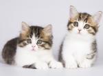 Buga minuet munchkin standard black tabby bicolor - Munchkin Kitten For Sale - CA, US