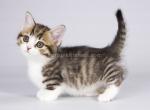 Brid minuet munchkin standard black tabby bicolor - Munchkin Kitten For Sale - CA, US