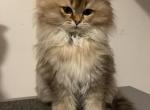 Golden British longhair - British Shorthair Kitten For Sale - Woodbridge, CT, US