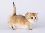 Azurite munchkin standard golden shaded ny 11 - Munchkin Kitten For Sale - CA, US