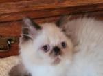 marcel - Himalayan Kitten For Sale - IL, US