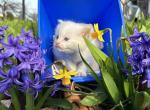 Red point lynx male Ragdoll kitten - Ragdoll Kitten For Sale - Fleetwood, PA, US