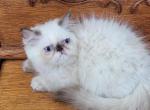 tilly - Himalayan Kitten For Sale - IL, US