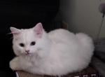 Diamond - Ragdoll Kitten For Adoption - Cuyahoga Falls, OH, US