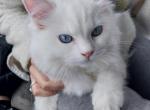 D - Ragdoll Kitten For Adoption - Cuyahoga Falls, OH, US