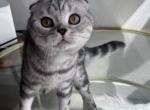 Ivan - Scottish Fold Kitten For Sale - 